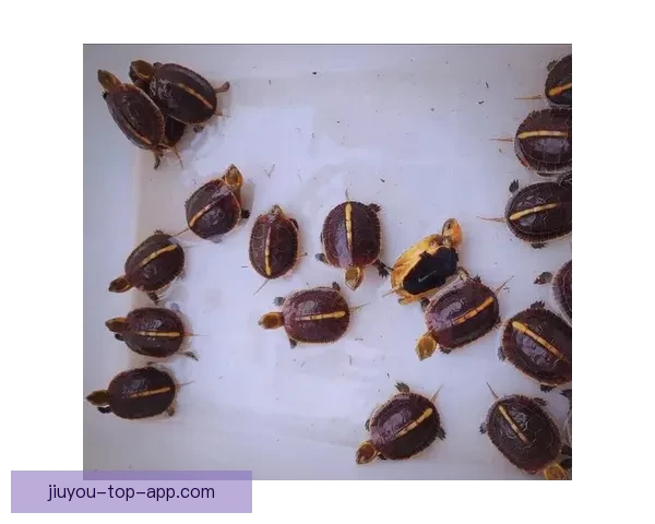 世界杯竞猜热门平台推荐与最佳策略解析全方位指南